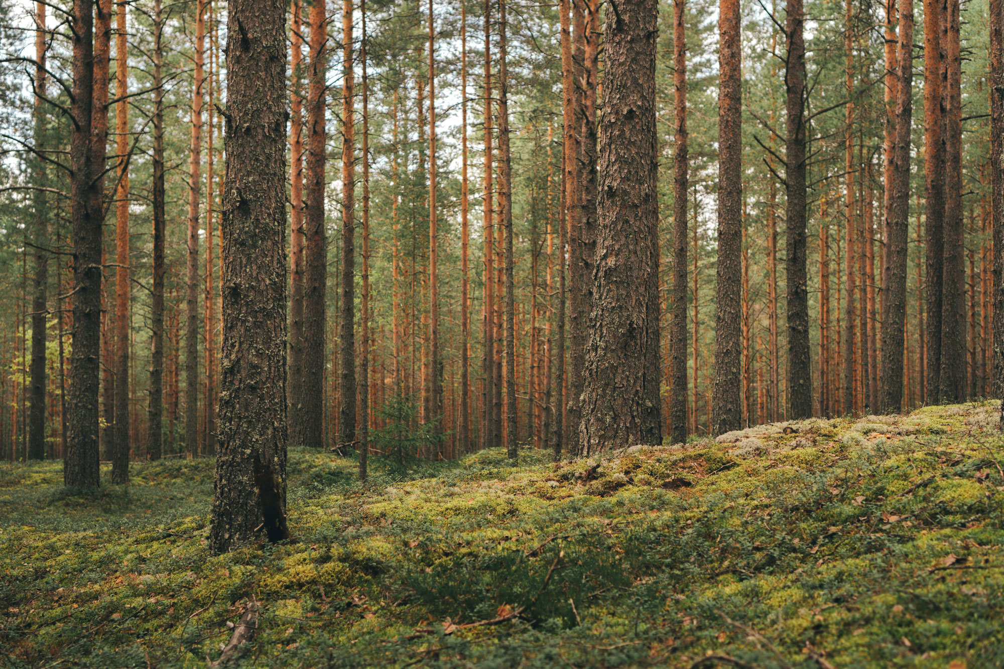 Dunkel barrskog